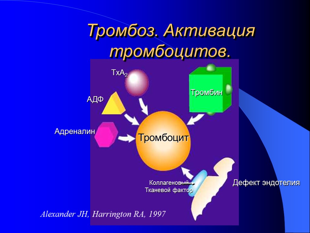 Тромбоз. Активация тромбоцитов. Тромбоцит Коллагеновый Тканевой фактор Тромбин TxA2 АДФ Адреналин Дефект эндотелия Alexander